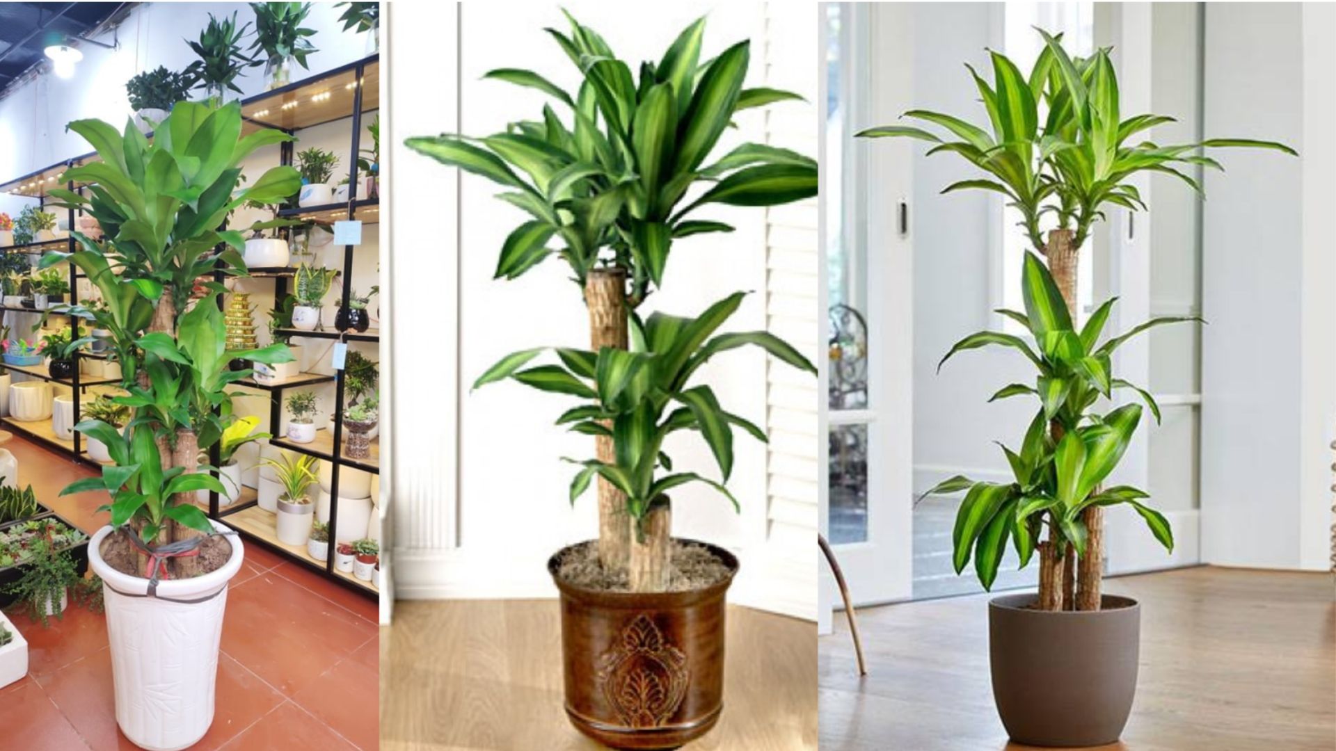 Tổng quan về cây Thiết Mộc Lan